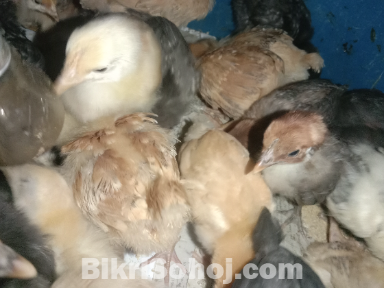 ২০ দিন বয়সী টাইগার মুরগির বাচ্চা